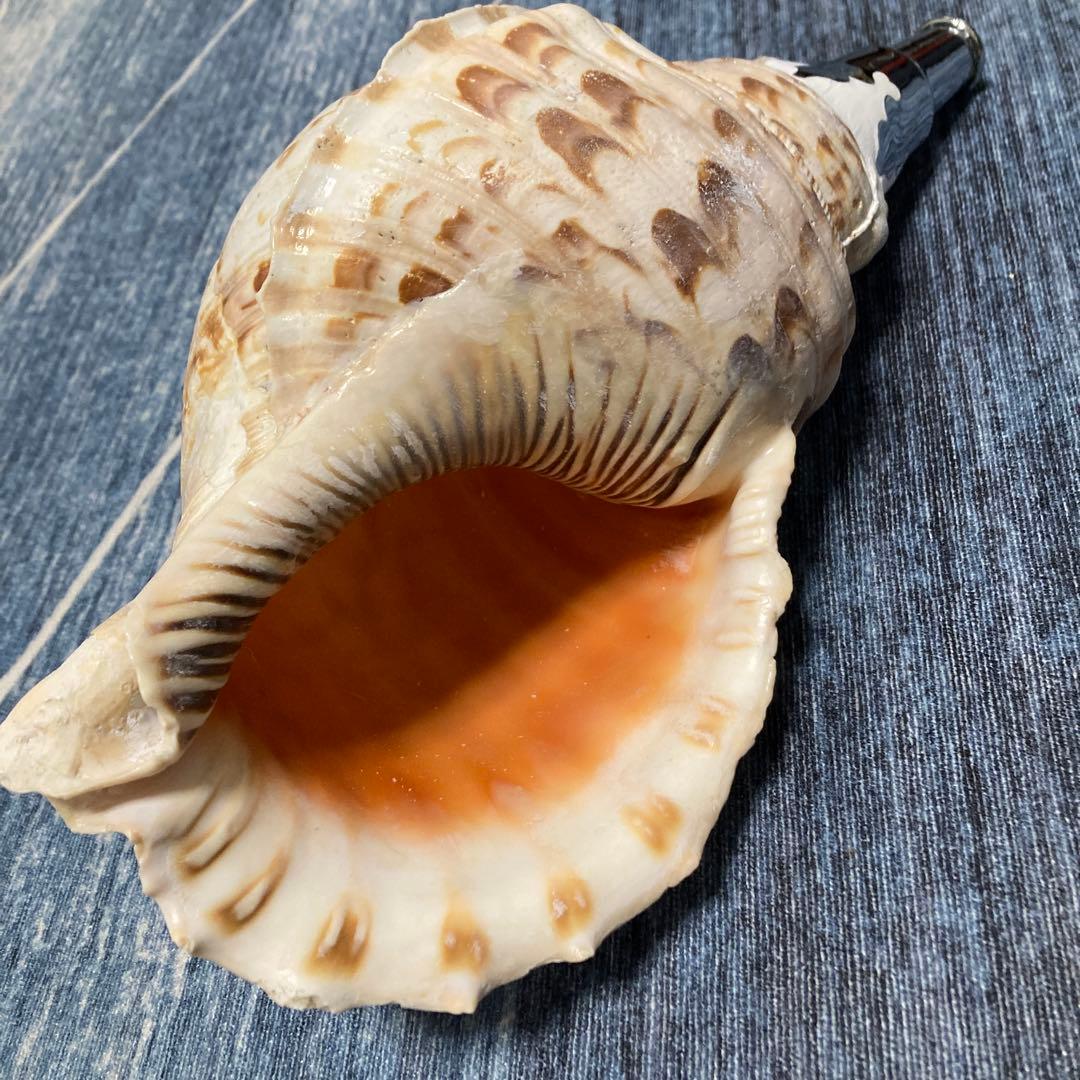 法螺貝　ホラ貝　ほら貝　修験道　山伏