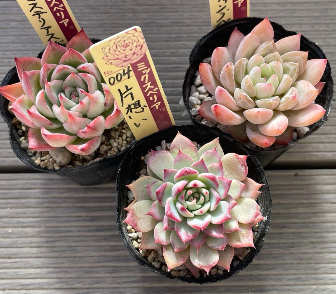 ウエディングベル　片想い　ミステリアスグラス 札付き　ミックスベリア　多肉植物