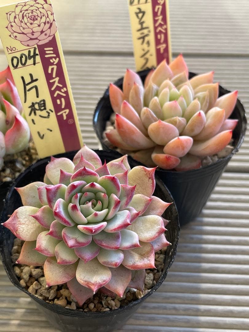 ウエディングベル　片想い　ミステリアスグラス 札付き　ミックスベリア　多肉植物