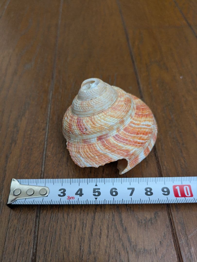 オキナエビス貝？