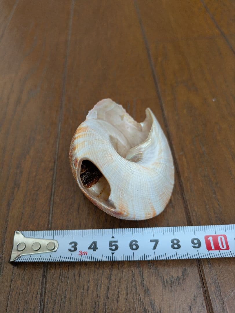 オキナエビス貝？