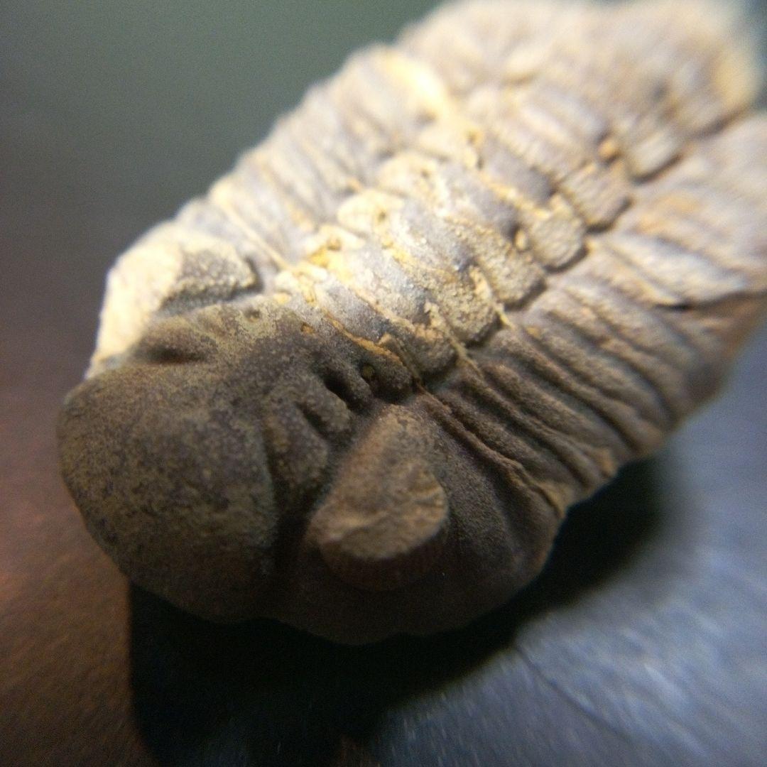 三葉虫　化石　fossil　ボリビア産　トライロバイト　Fossil番号⑧