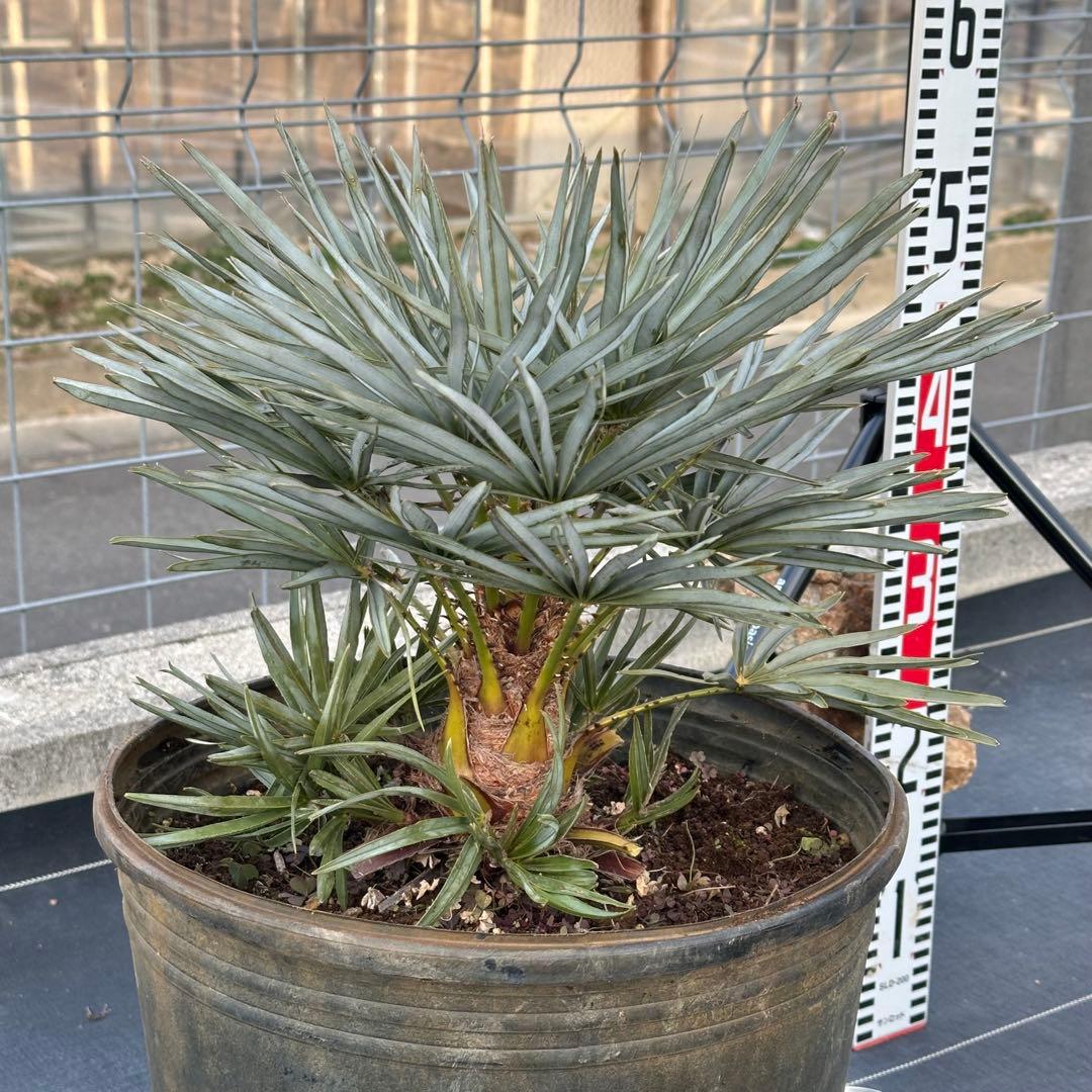 チャメロプス • セリフェラ 【樹高:約63㎝】Feb09