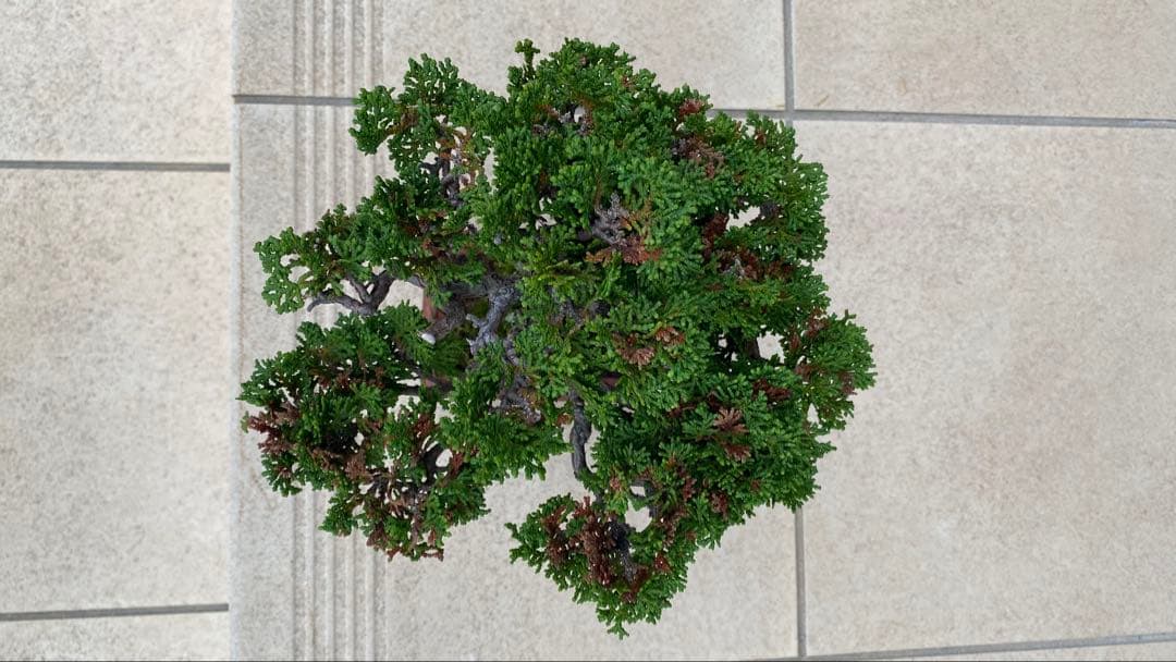 激古　津山ヒノキ　盆栽