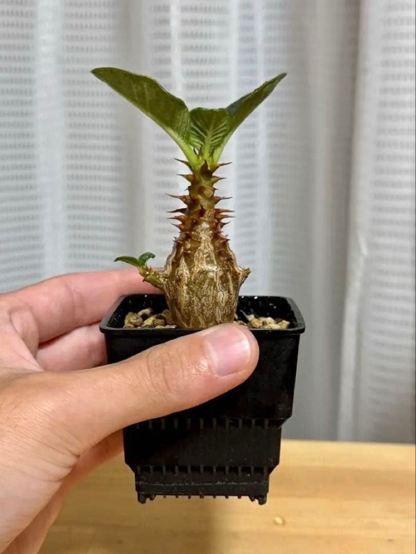 パキポディウム ウィンゾリー Pachypodium windsorii 実生②