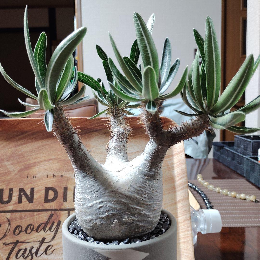 白肌グラキリス　バリエム鉢　valiem