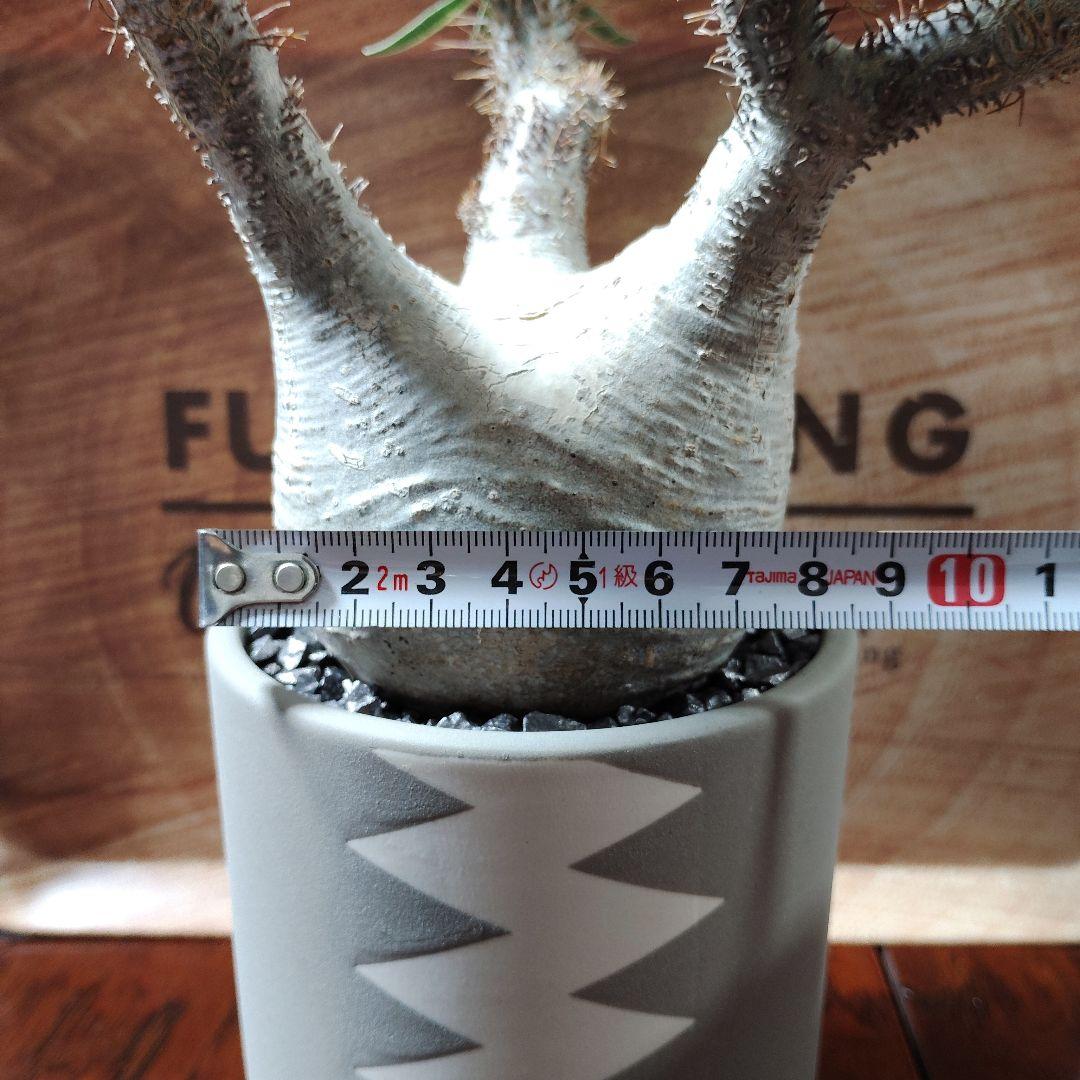 白肌グラキリス　バリエム鉢　valiem