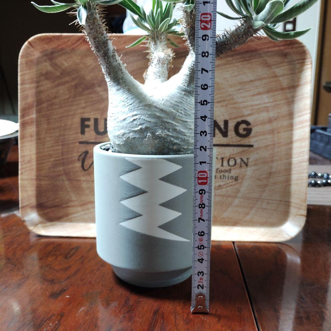 白肌グラキリス　バリエム鉢　valiem