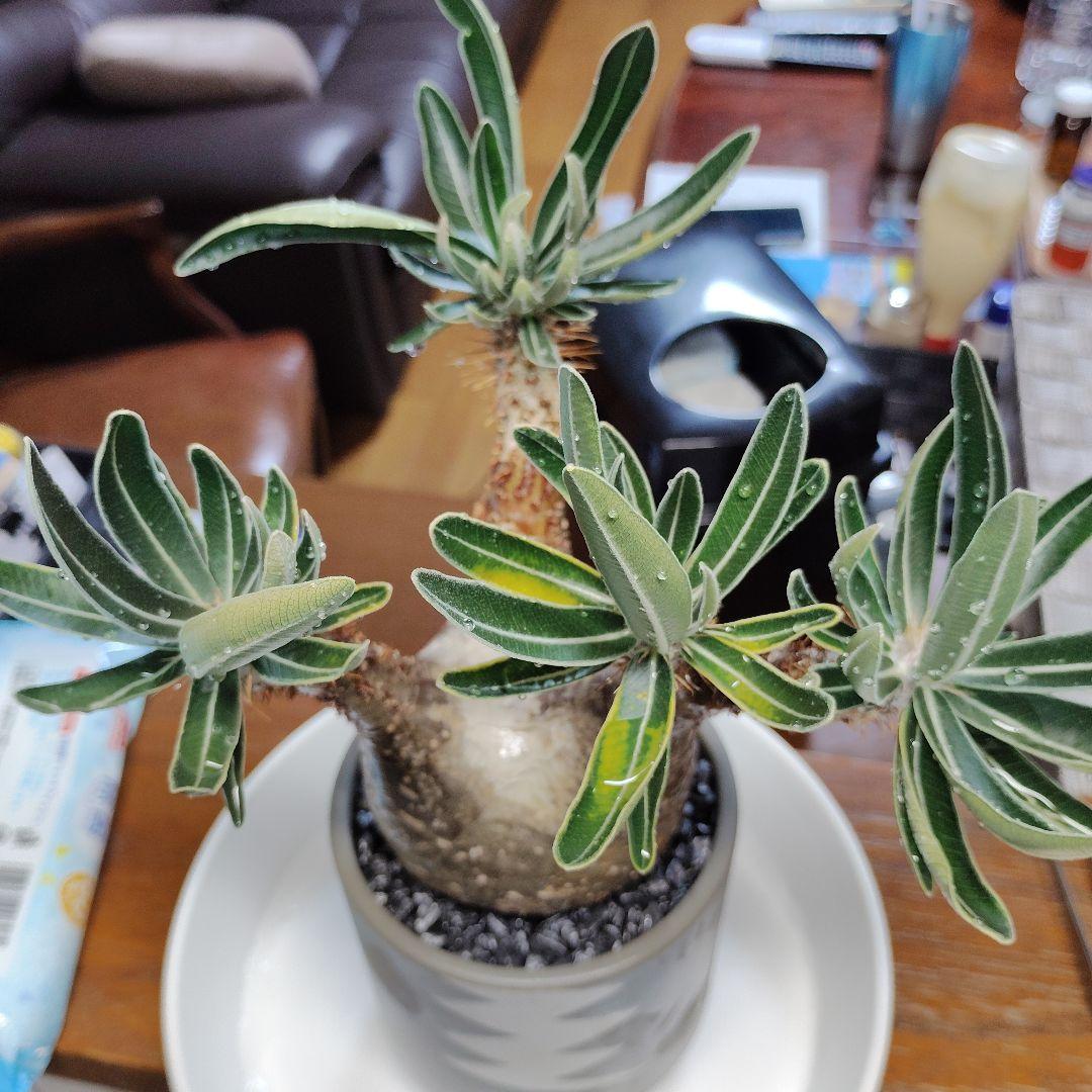 白肌グラキリス　バリエム鉢　valiem