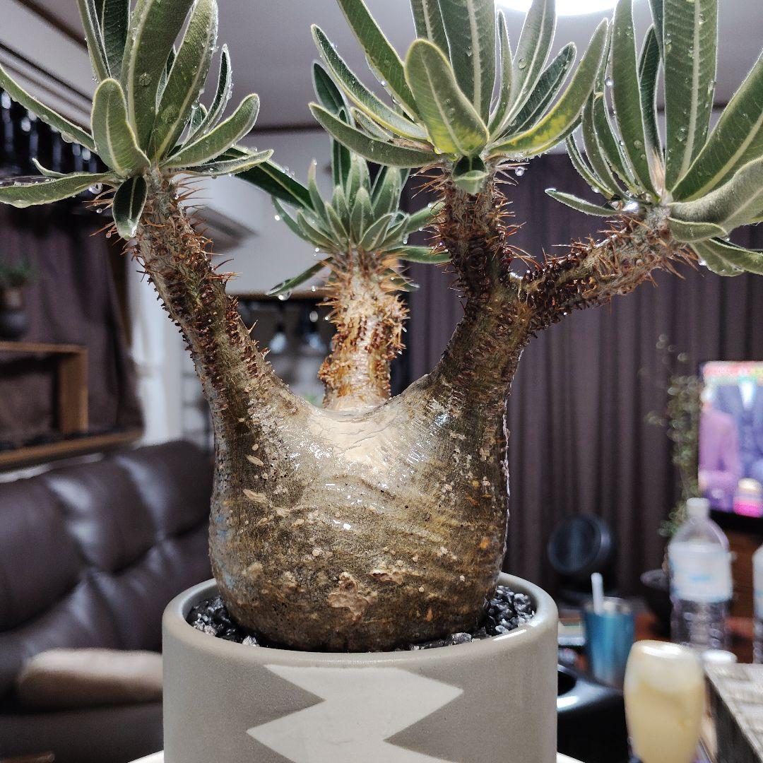 白肌グラキリス　バリエム鉢　valiem