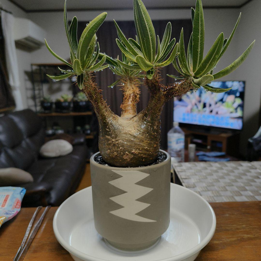 白肌グラキリス　バリエム鉢　valiem