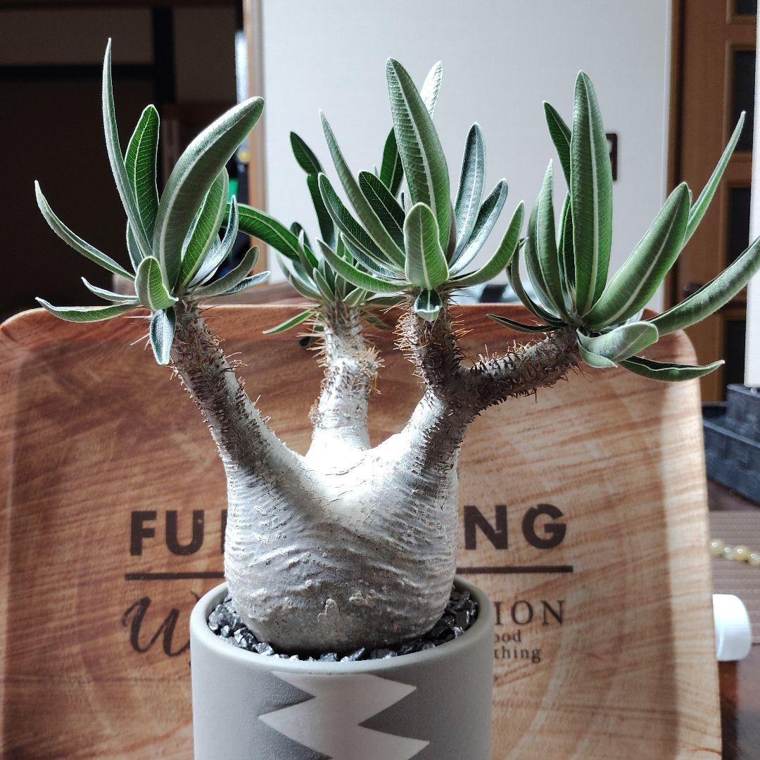 白肌グラキリス　バリエム鉢　valiem