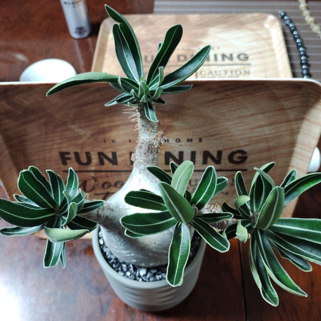 白肌グラキリス　バリエム鉢　valiem