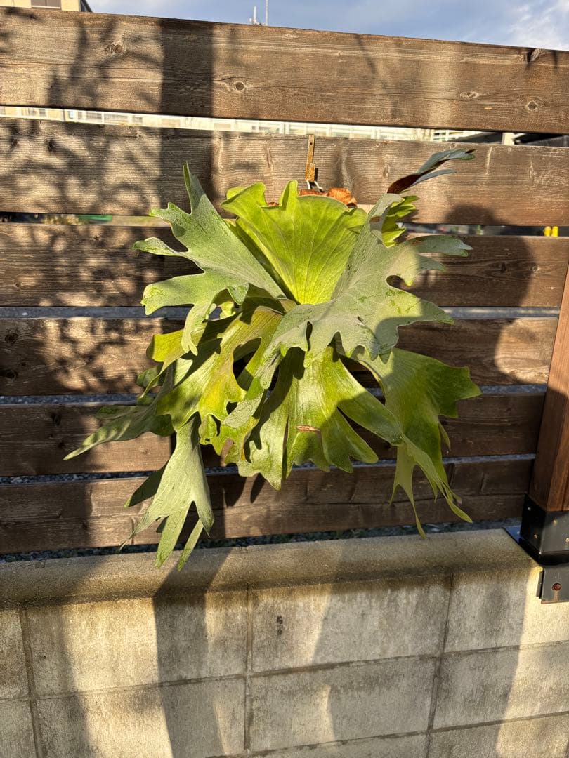 ビカクシダ　シルバーベルベット　フーンシキ　親株