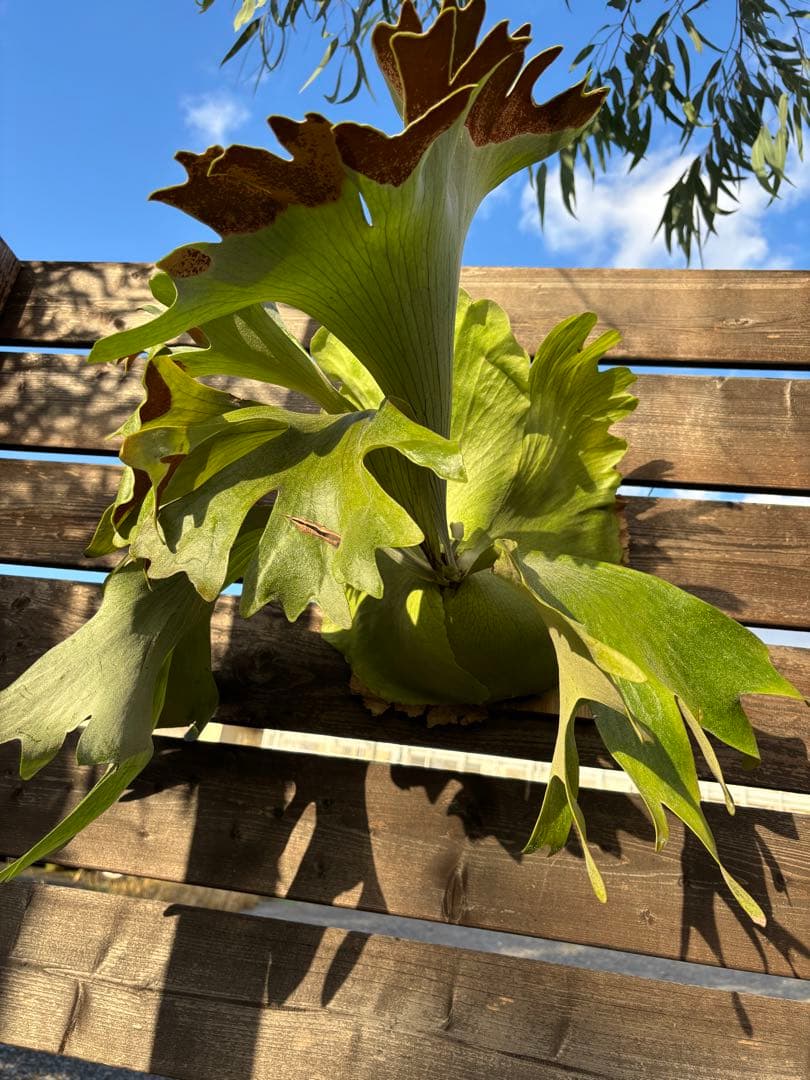 ビカクシダ　シルバーベルベット　フーンシキ　親株