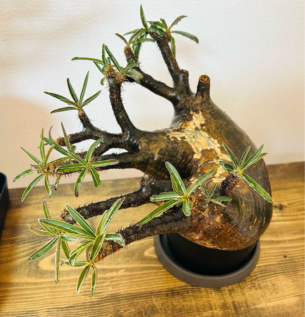 【現地球】パキポディウム　グラキリス　★発根済み★鉢付き