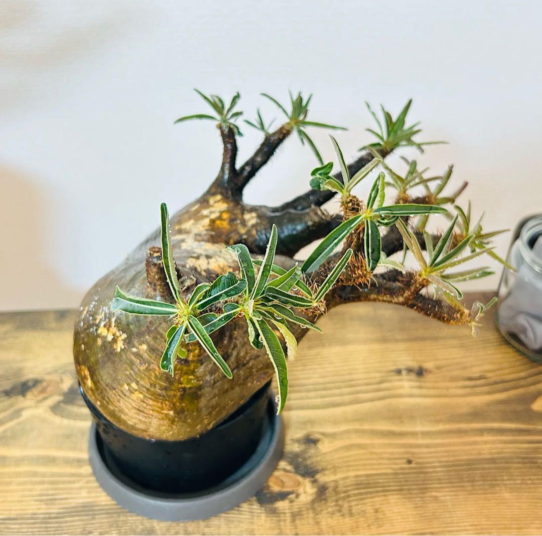 【現地球】パキポディウム　グラキリス　★発根済み★鉢付き