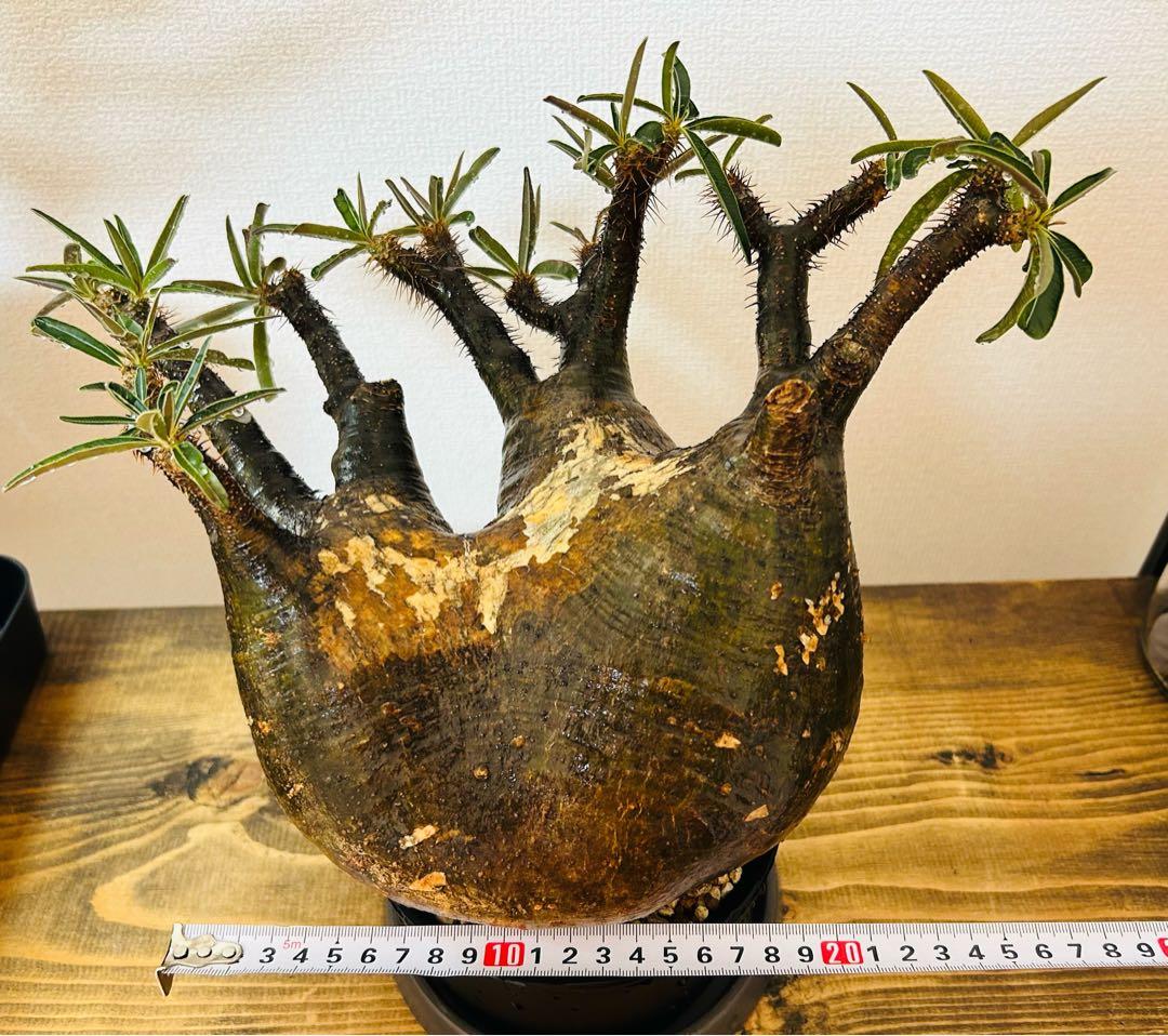 【現地球】パキポディウム　グラキリス　★発根済み★鉢付き