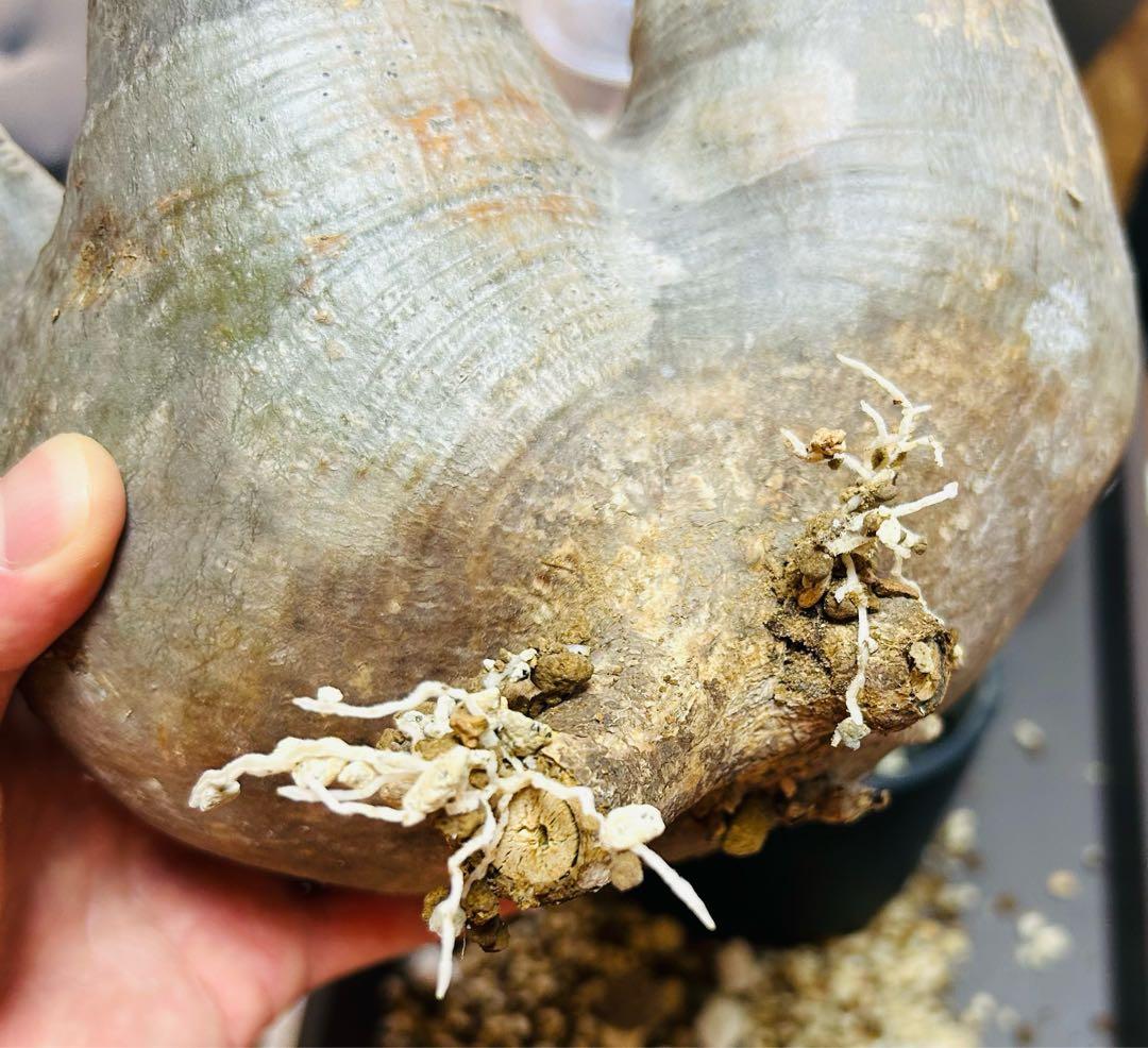 【現地球】パキポディウム　グラキリス　★発根済み★鉢付き