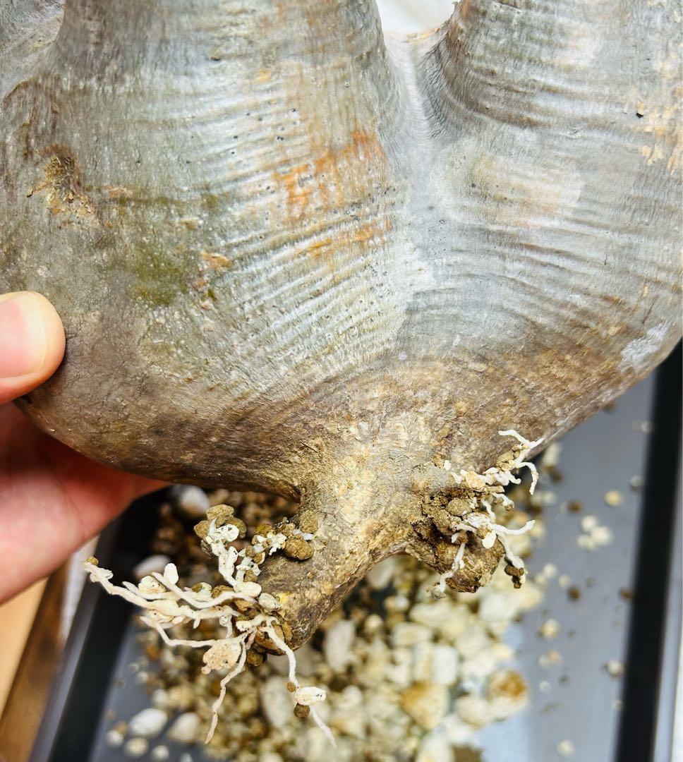 【現地球】パキポディウム　グラキリス　★発根済み★鉢付き