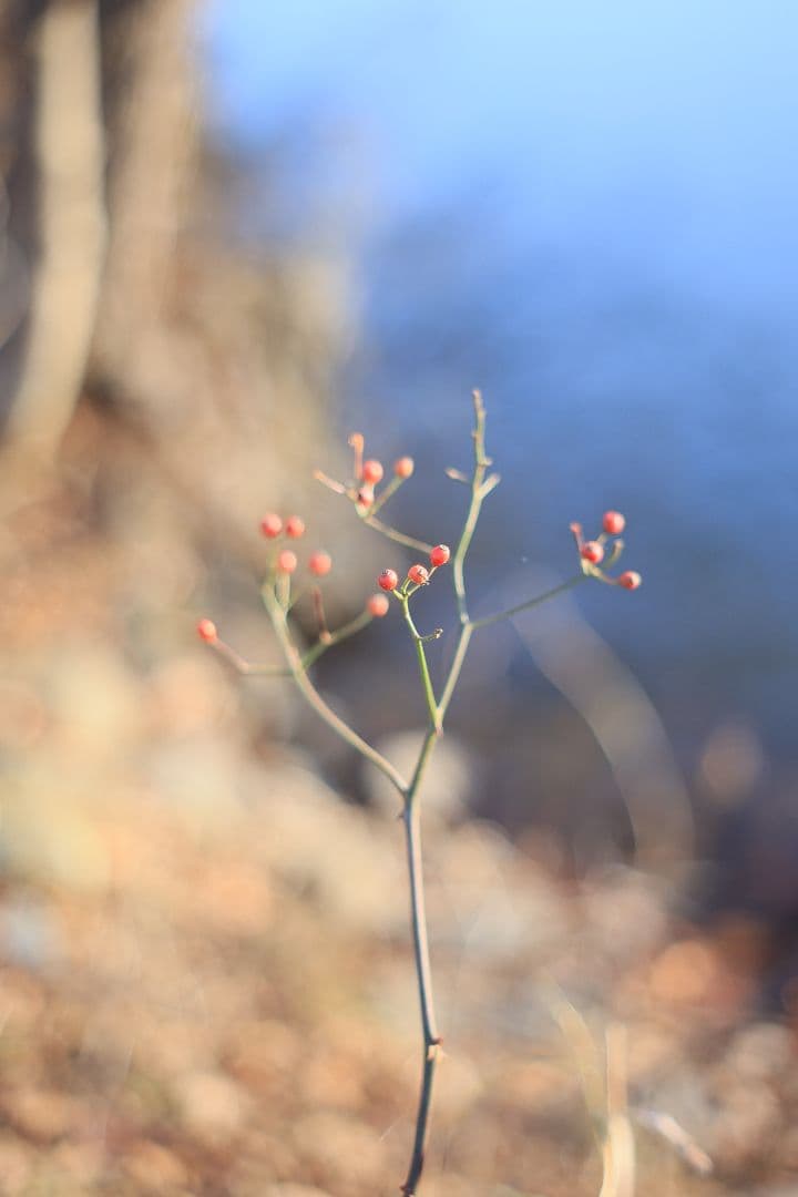 Super-Takumar 55mm F1.8 後期型 S/N：4053176