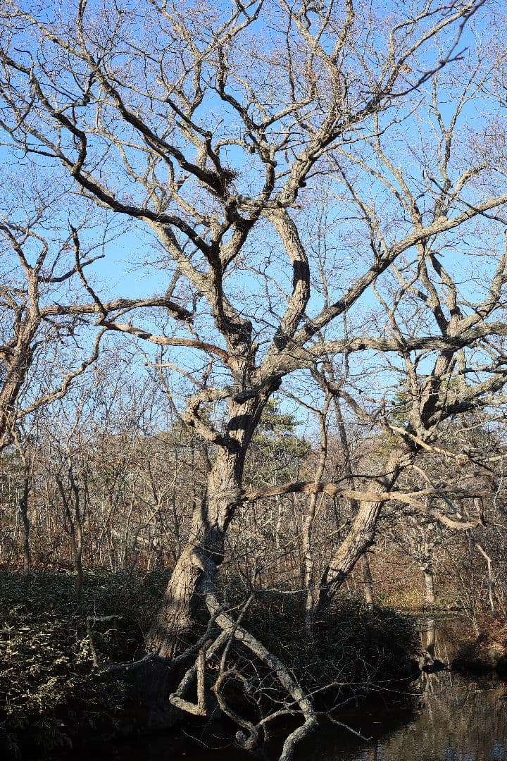 Super-Takumar 55mm F1.8 後期型 S/N：4053176