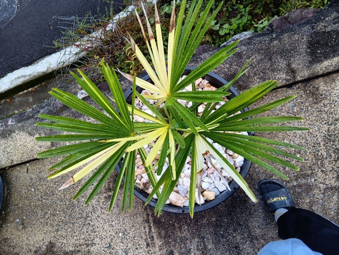 和シュロの木（30年以上継続品白黄斑入り超珍しい）（観音竹の斑入りではない）