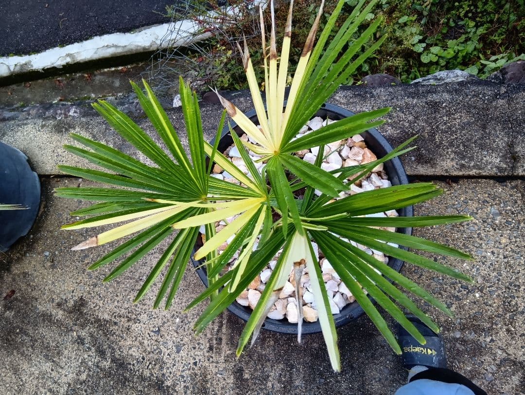 和シュロの木（30年以上継続品白黄斑入り超珍しい）（観音竹の斑入りではない）