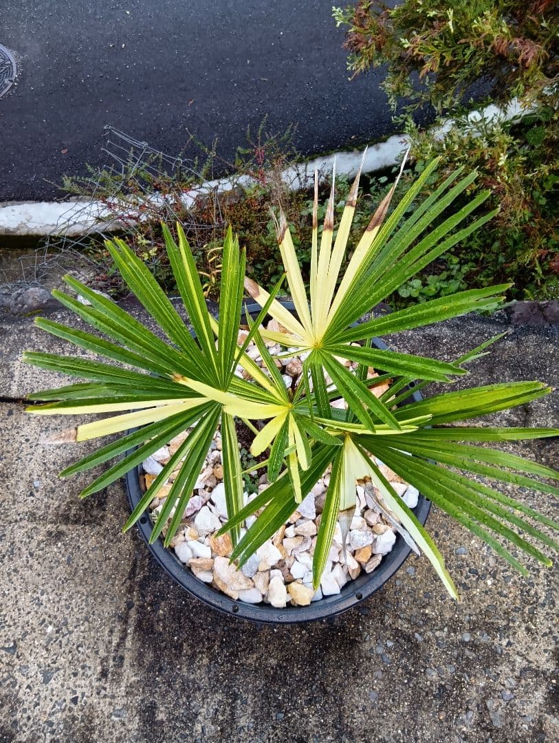 和シュロの木（30年以上継続品白黄斑入り超珍しい）（観音竹の斑入りではない）