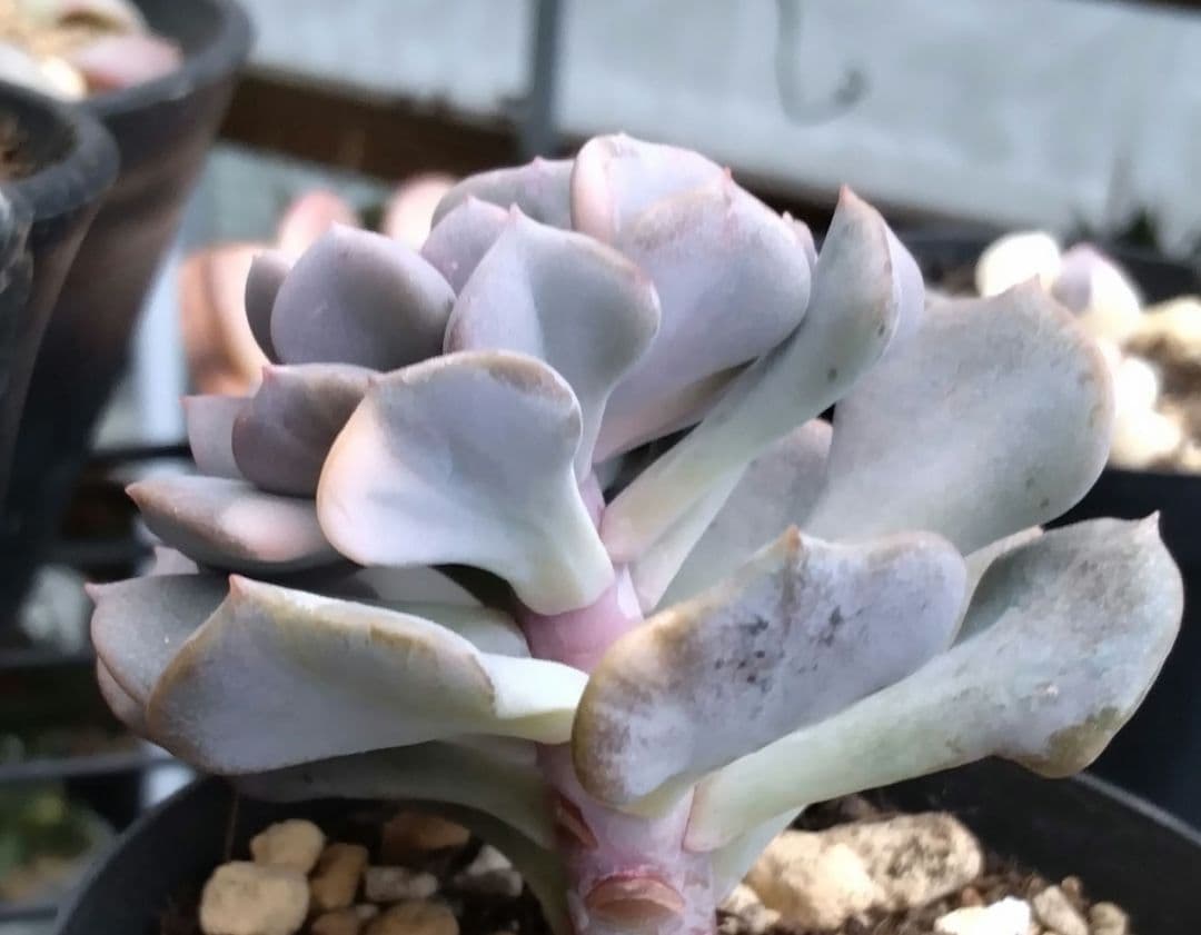 専用です♪　　　　　　肉植物　キュービックフロスト錦　抜き苗