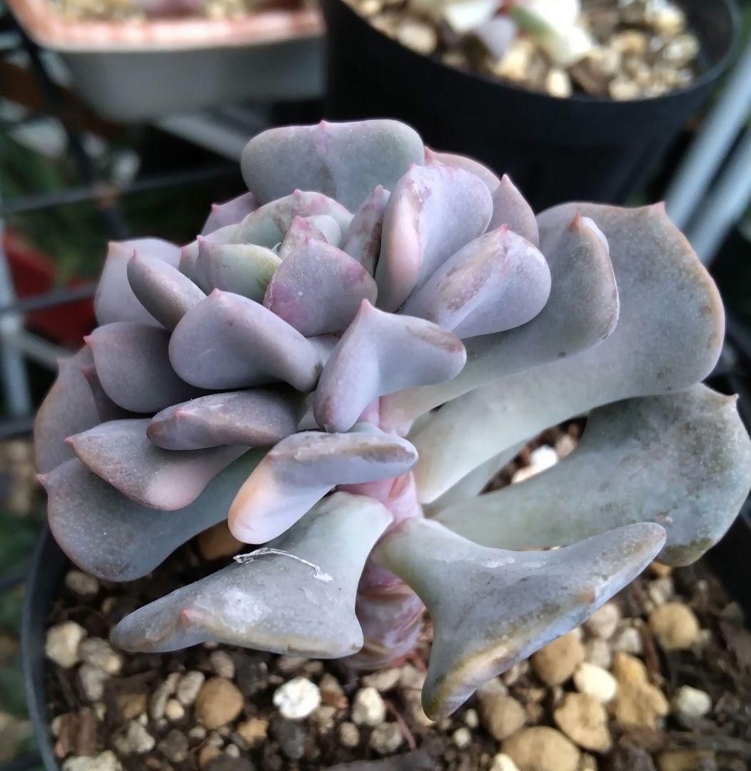 専用です♪　　　　　　肉植物　キュービックフロスト錦　抜き苗