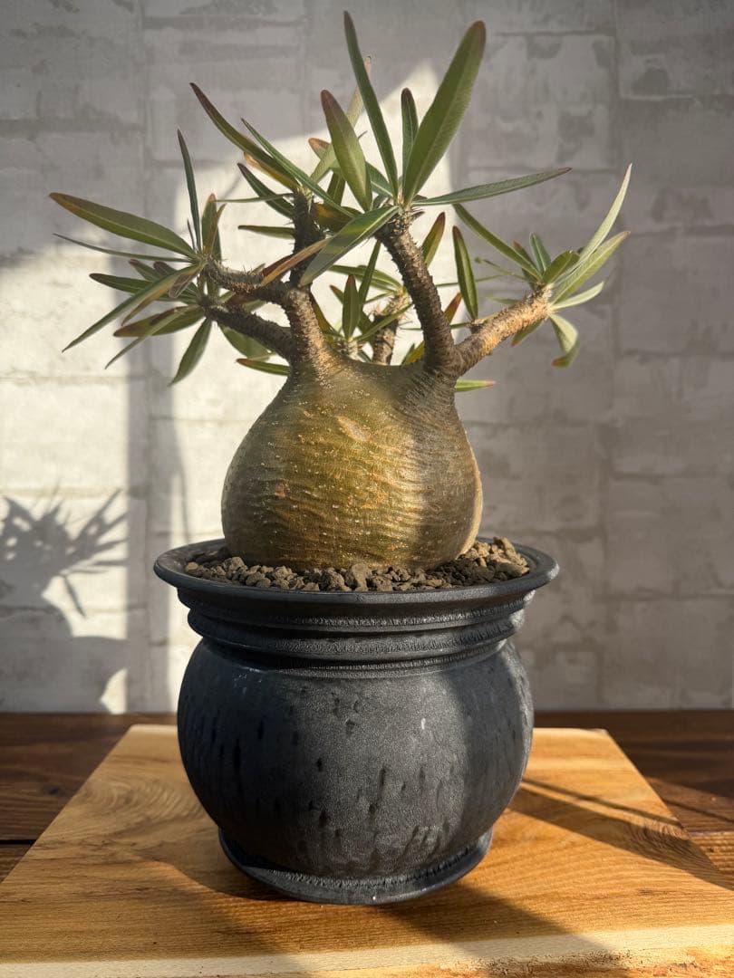 まん丸　パキポディウム　グラキリス　コレクション株　山中勇人