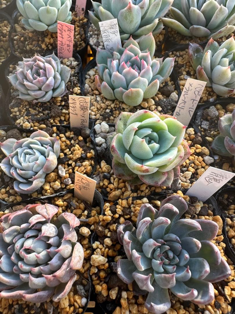 多肉植物セット☆メルカリ便匿名配送