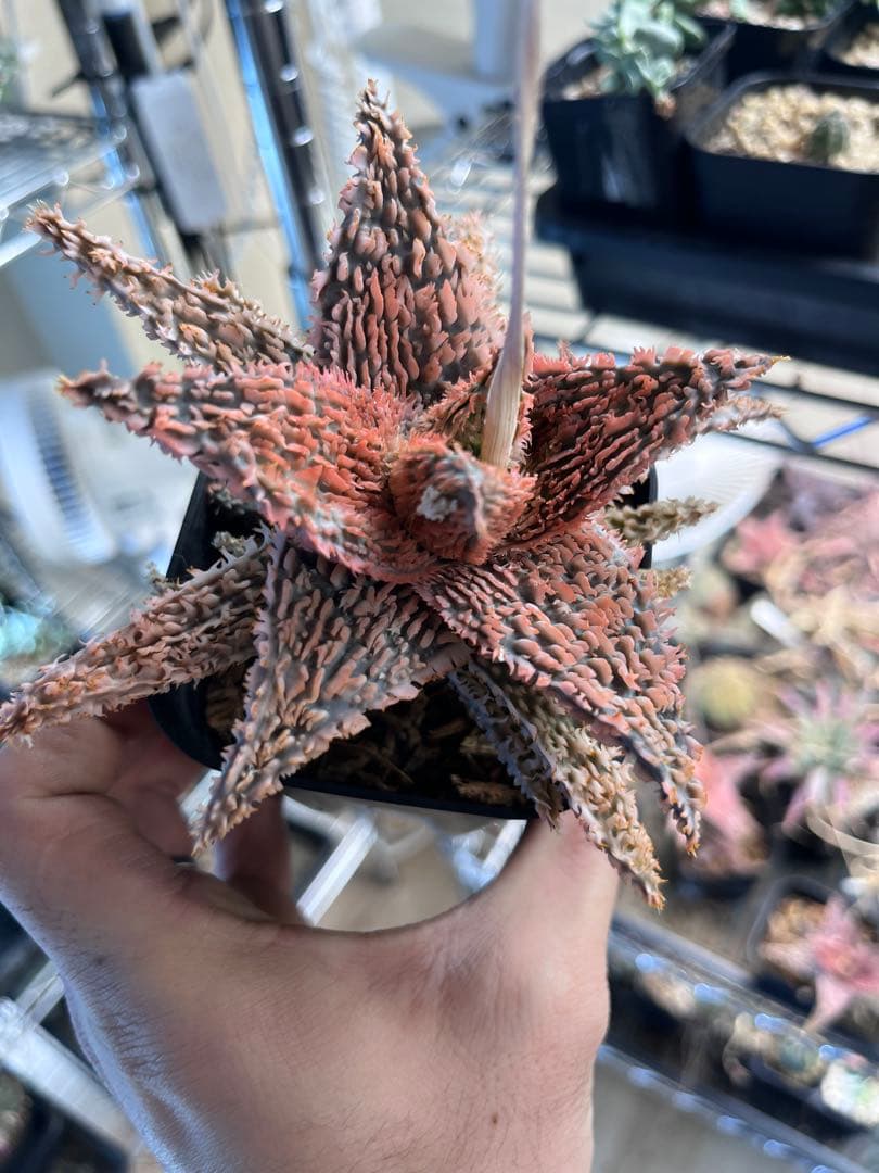 Aloe Tempura親株　アロエ テンプラ　ロウルサンコ株