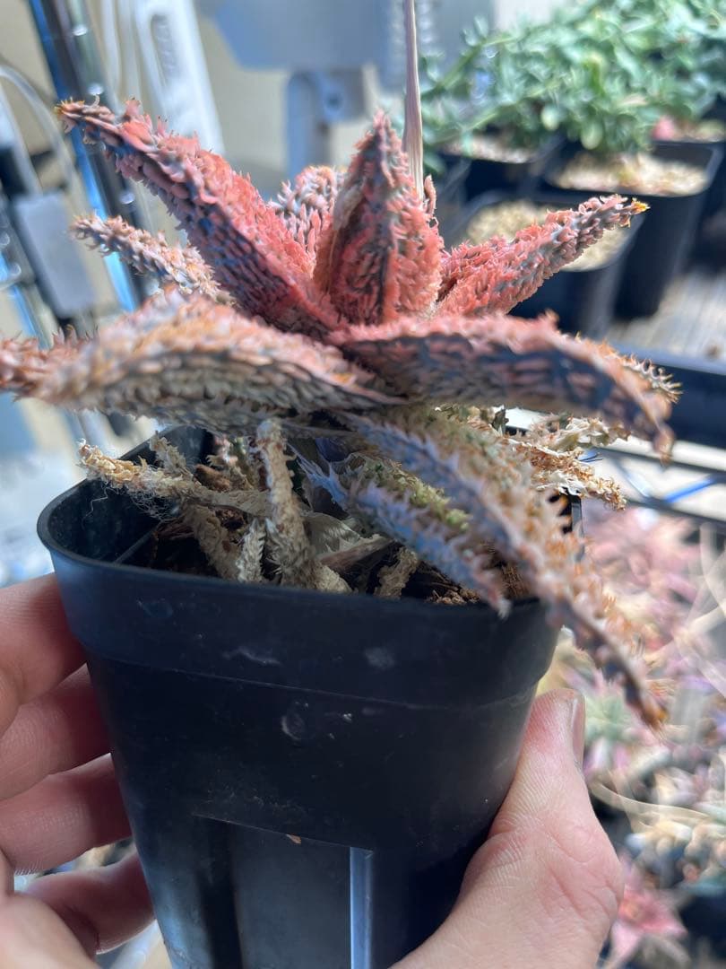 Aloe Tempura親株　アロエ テンプラ　ロウルサンコ株