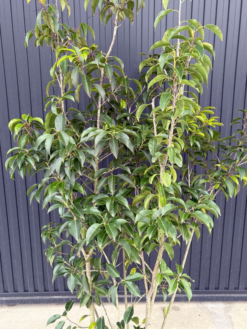 ◆ソヨゴ◆常緑樹◆複数株立◆雌株◆赤い実いっぱい‼️◆③