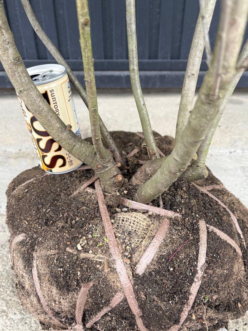 ◆ソヨゴ◆常緑樹◆複数株立◆雌株◆赤い実いっぱい‼️◆③