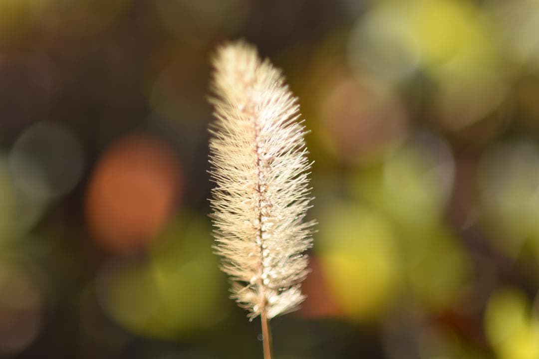 綺麗 Nikon AF MICRO NIKKOR 105mm F2.8D 化粧箱