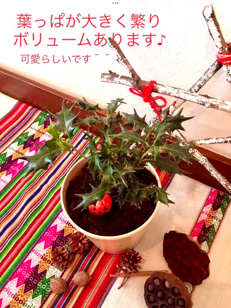 【完売】天然＊野生の可愛い柊さん/ひいらぎ/大サイズ/ハロウィンやクリスマスに