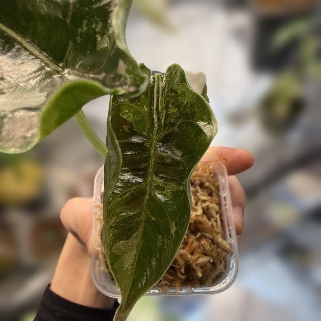 希少 アロカシア アズラニー ピンクアルボ