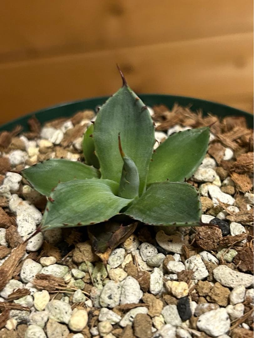 アガベ　パリー　トランカータ　mutant霜降り縞斑　コンパクトタイプ　カキコ