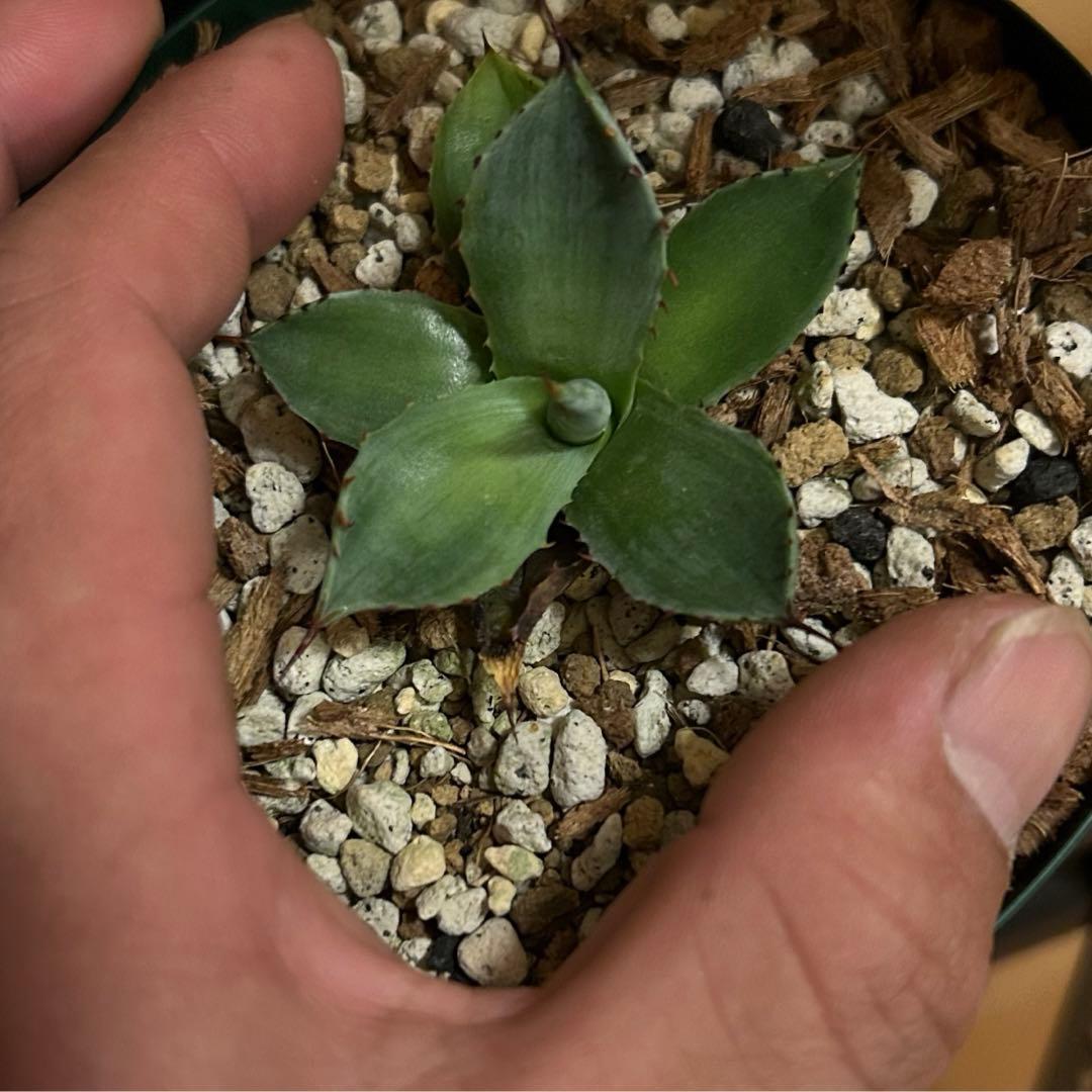 アガベ　パリー　トランカータ　mutant霜降り縞斑　コンパクトタイプ　カキコ