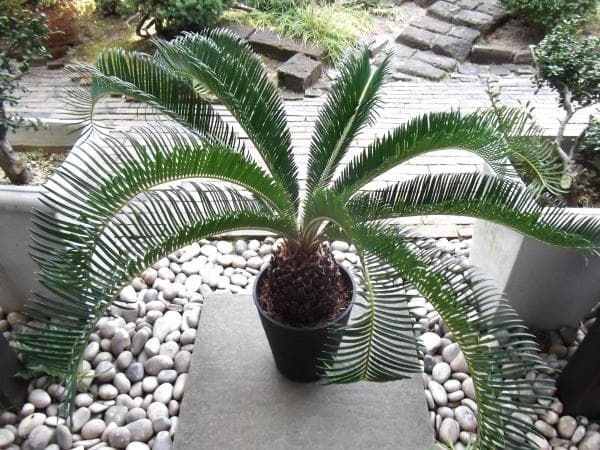 現物「蘇鉄（ソテツ）」８号　Cycas revoluta