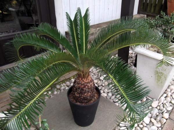 現物「蘇鉄（ソテツ）」８号　Cycas revoluta