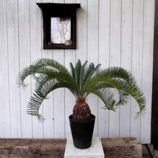 現物「蘇鉄（ソテツ）」８号　Cycas revoluta
