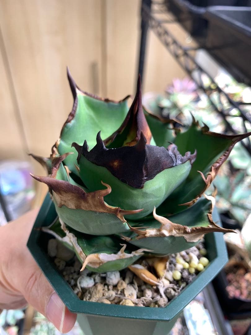 【Goodtaniku】白犀