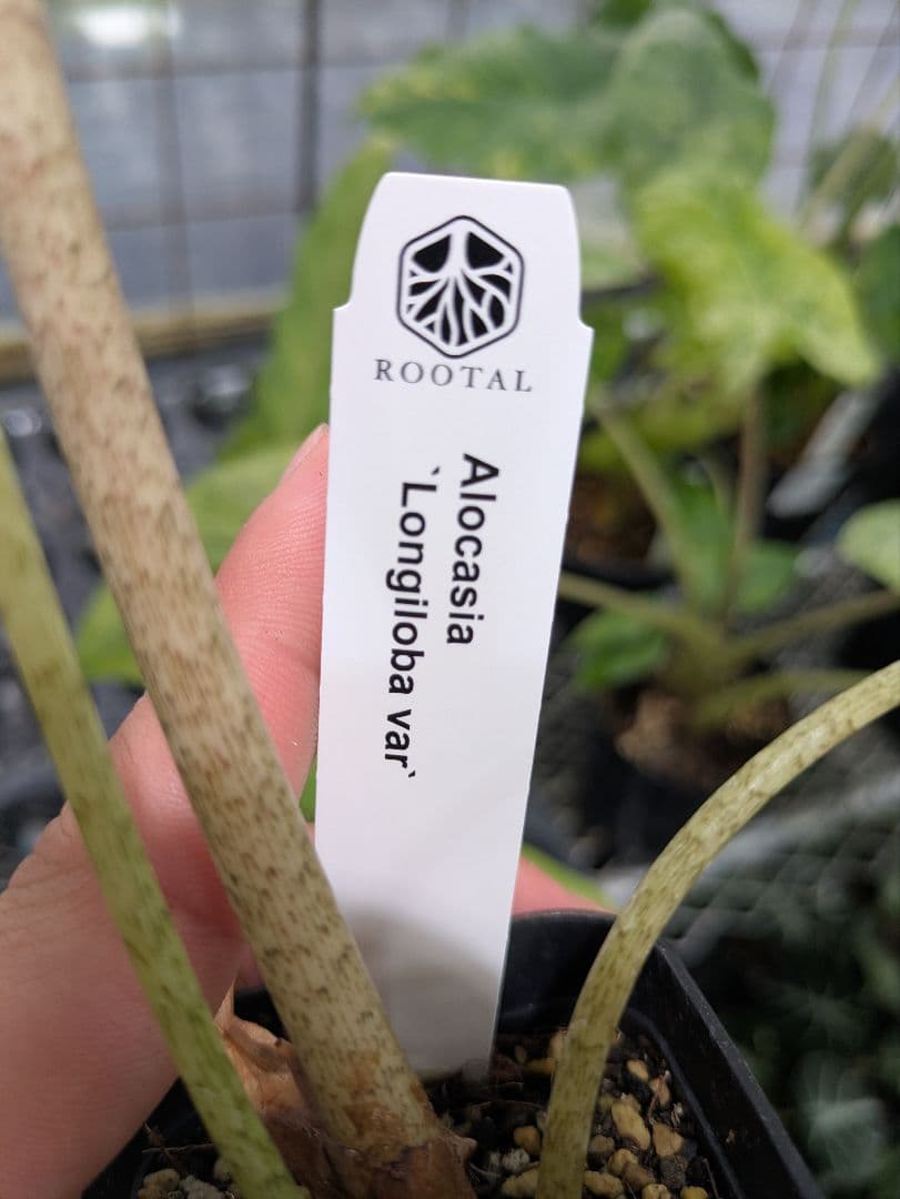 【希少】アロカシア ロンギロバ バリエガータ