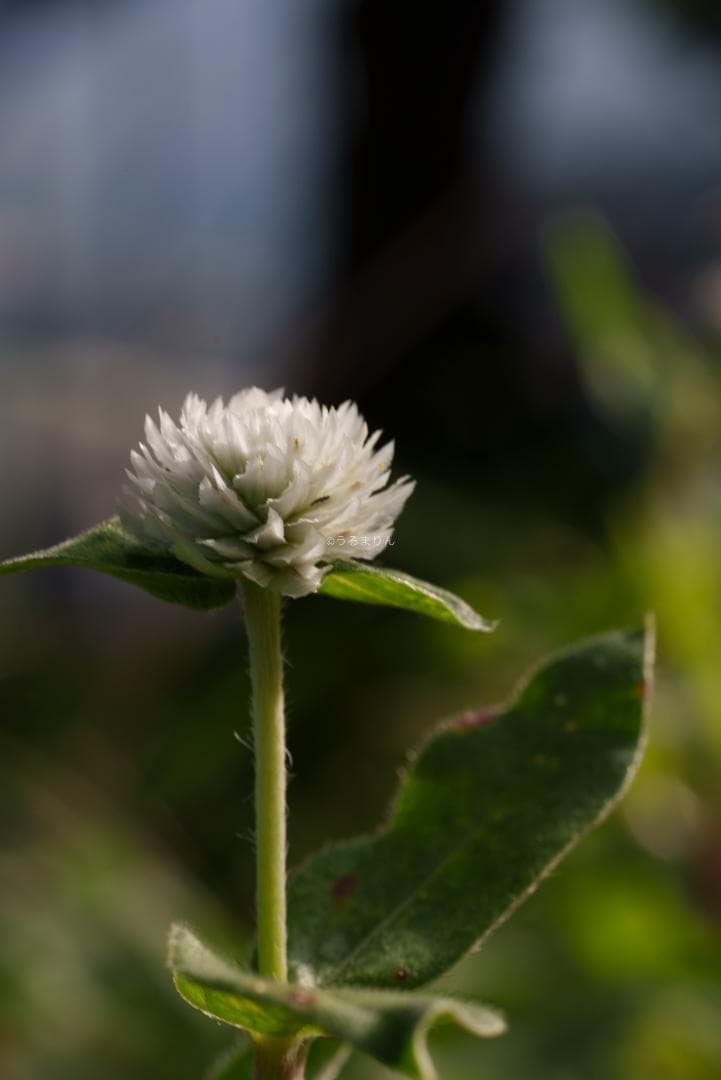 お買得品絶版マクロ！Zeiss Makro-Planar 100mm f2 ZF