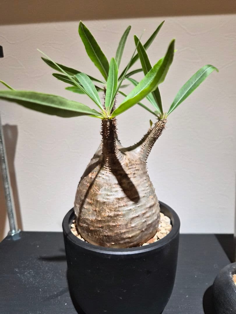 品種名…パキポディウム・グラキリス 特徴…現地球/現地株