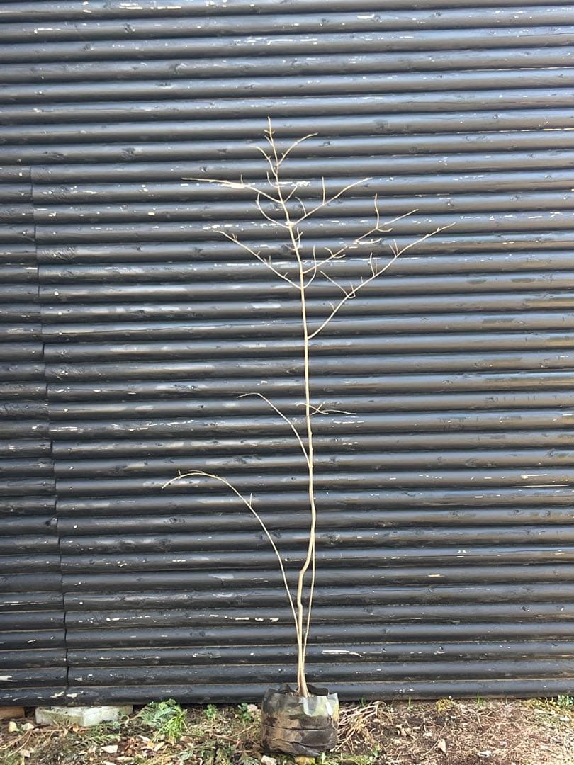 山採り天然　ツリバナ　３本株立ち　12